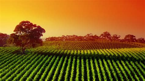 Barossa Valley Landscapes
