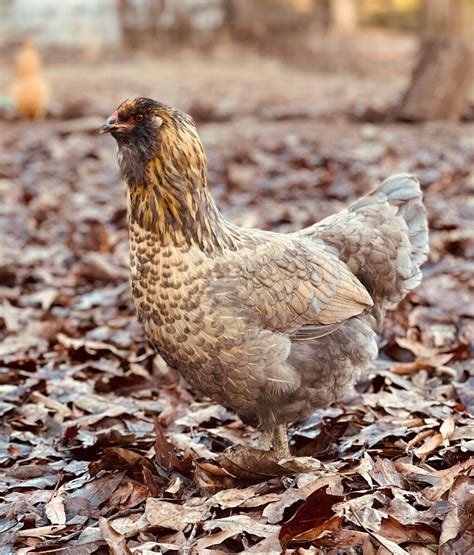 Barred Easter Egger