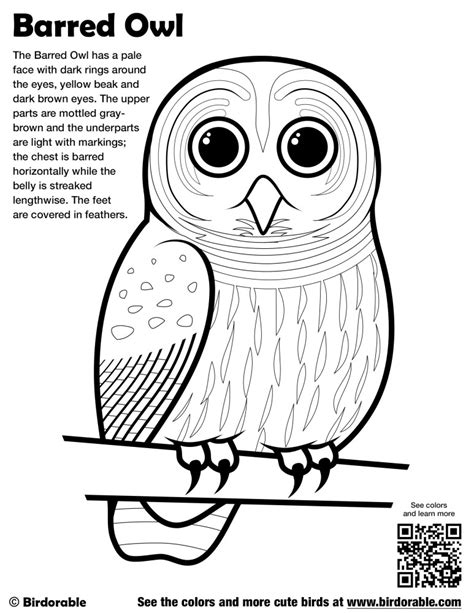 Barred Owl Coloring Pages