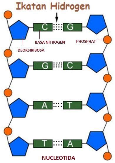 √ Perbedaan DNA dan RNA dalam Bentuk Tabel (Lengkap)