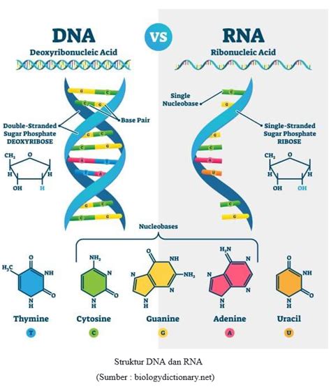 Basa Nitrogen pada RNA: Pengertian, Fungsi, dan Jenisnya