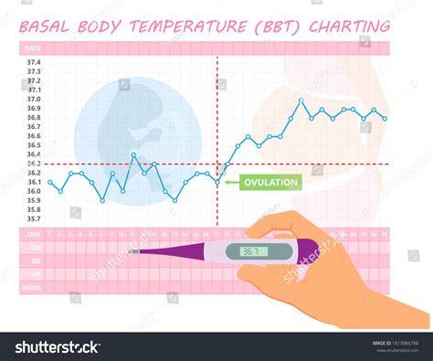 Basal Body Temp Chart Example