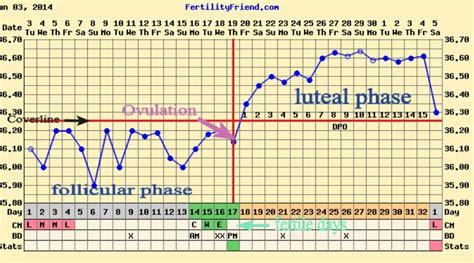 Basal Body Temperature And Ovulation Chart