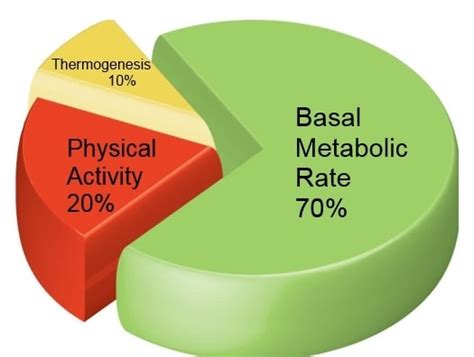 Basal metabolic rate as a factor affecting the caloric requirement of a 14-year-old