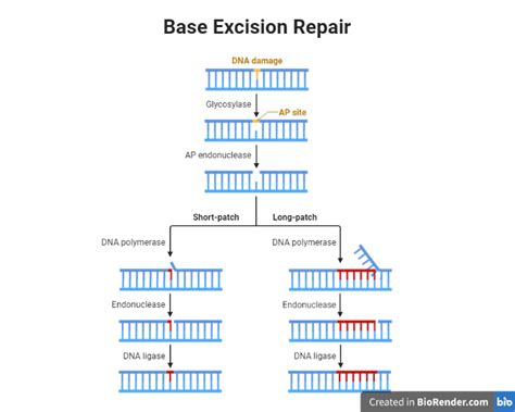 Base Excision Repair Animation: A Comprehensive Visual Guide to the DNA Repair Process