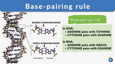 The Fundamental Building Blocks of Life: Discovering the Meaning Behind Base Pair Definition in Biology