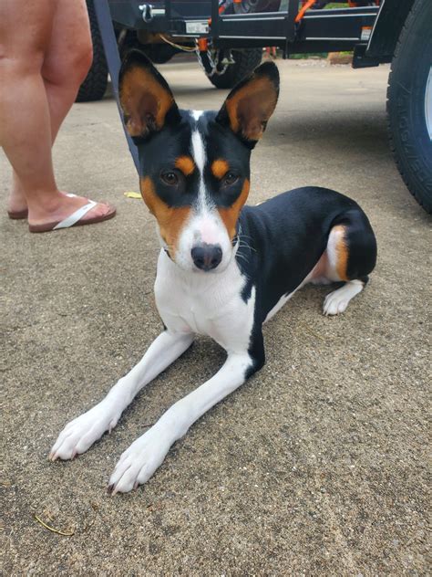 Basenji Border Collie Mix Brown: A Unique And Lovable Breed
