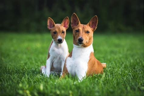 Basenji Puppies For Sale Fort Myers, FL 333447
