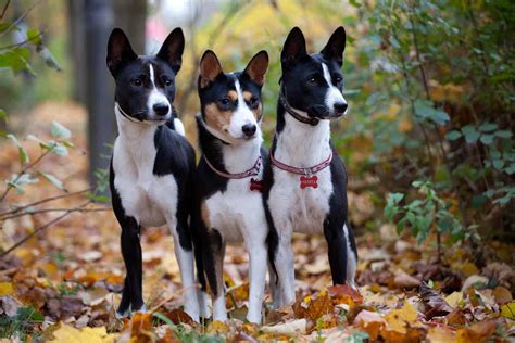Basenji Colors: Understanding The Variations Of This Unique Breed
