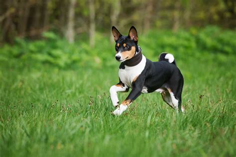 Get to Know all the Different Basenji Colors Canine Pals