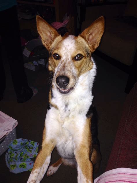 Our rescue dog Snake. She is a red heelerbasenji mix. Red heeler
