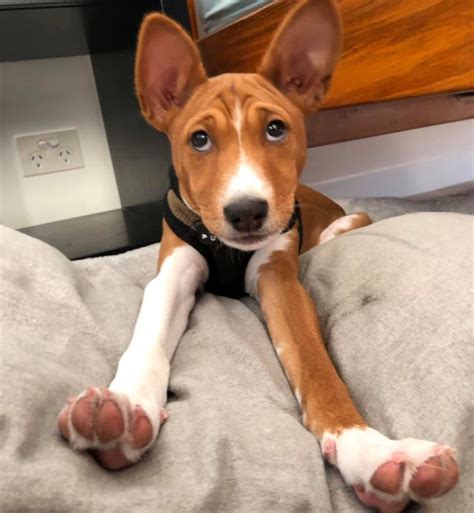 Basenji Pharaoh Hound Mix: A Unique And Loyal Companion