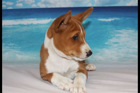 Basenji Puppies For Sale: Your Guide To Owning A Basenji