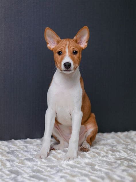 Basenji Puppies For Sale Nj: All You Need To Know