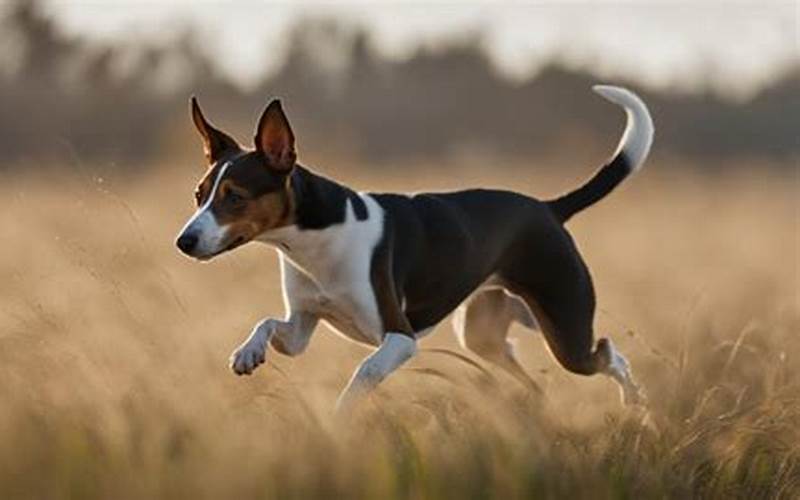 Basenji Rat Terrier Mix Origin