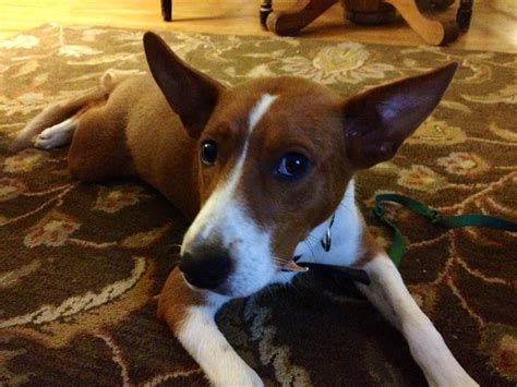 Basenji Terrier Mix Puppies: Unique And Lively Companions