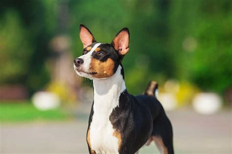 Basenji Black Brown And White: The Unique And Playful Companion