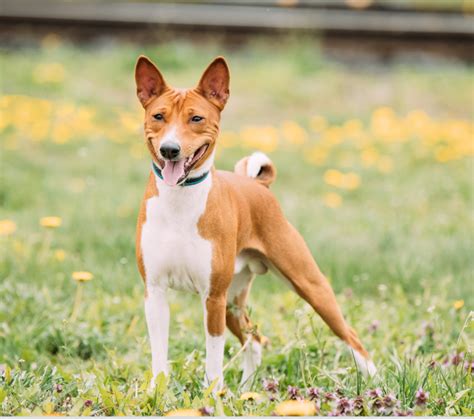 Basenji puppy for sale near Sarasotabradenton, Florida 5bd84b047611