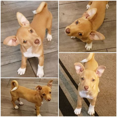 Basenji Chihuahua Mix Photos: The Adorable Hybrid You Need To See