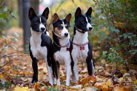 Basenji Colors Basenji dogs, Dog breeds, Hypoallergenic dogs