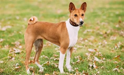 Good RED COLOR. EXCELLENT EAR SET. CLEAN WHITE MARKINGS Basenji dogs