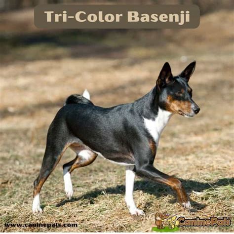 Basenji Puppies Breed information & Puppies for Sale