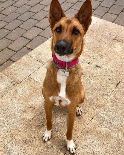 Dog of the Day Kona the Basenji German Shepherd Mix Puppy The Dogs