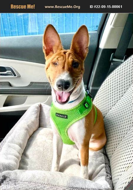 Basenji Rescue and Transport Blog Success Story Belle, Shango, & Ra