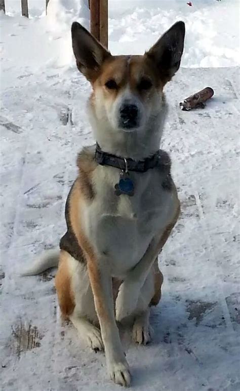 15 Things Only Basenji Owners Would Understand Page 2 of 3 PetPress