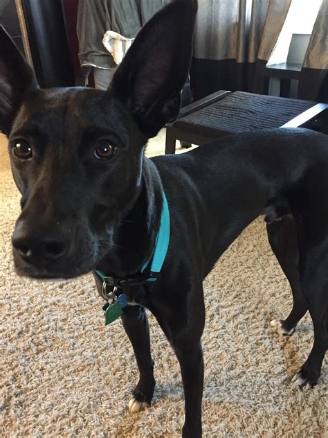 Basenji Labrador Retriever Mix Dog For Adoption Broomfield Colorado CO