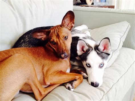 Any idea what mix this 40 lbs monster is? The wife thinks basenji