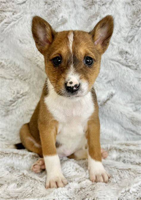 Basenji Puppies For Sale Los Angeles, CA 328517
