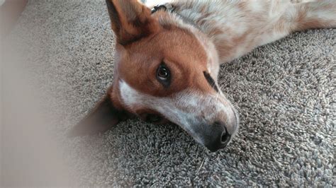 77+ Basenji Red Heeler Mix l2sanpiero