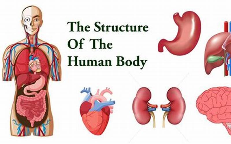 Basic Structure Of The Human Body Video Cover