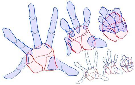 Basic Hand Shapes and Proportions