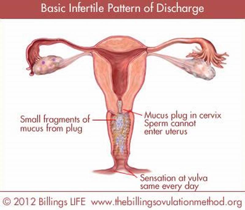 Basic Infertile Pattern