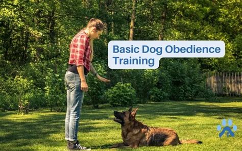 Basic Obedience Training: The Essentials