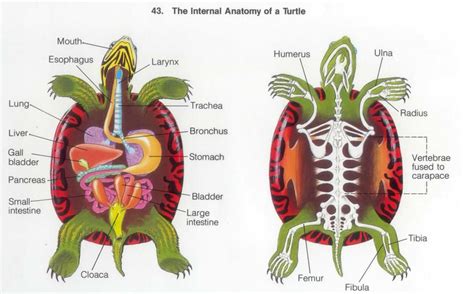 Basic Physiology of Sea Turtles