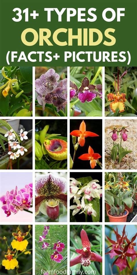 Basic Types Of Orchids