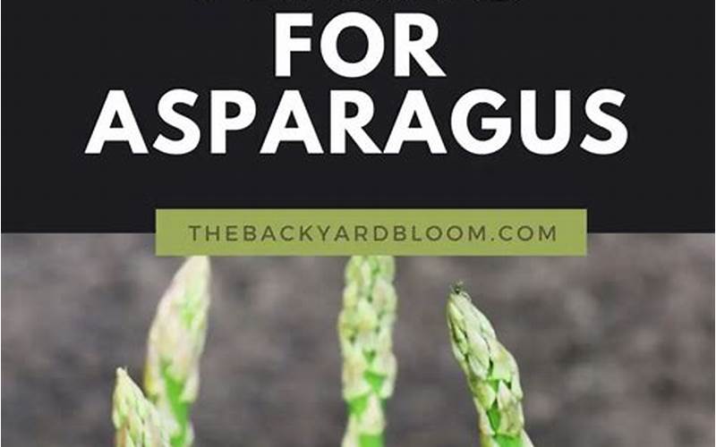Basil Companion Planting With Asparagus