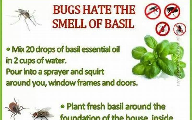 Basil Pest Control