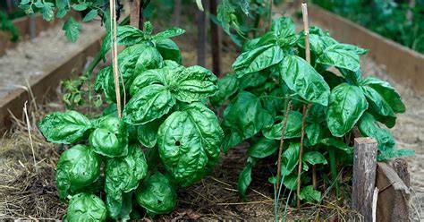 Basil Leaves Curling