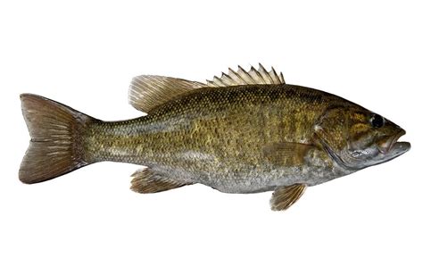 Bass Fish Image
