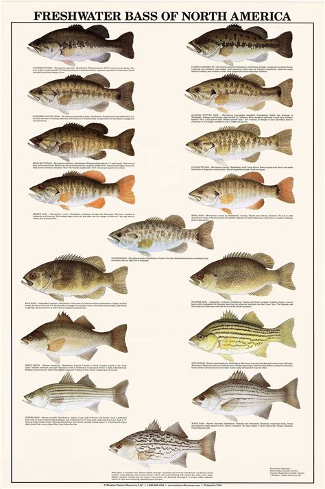 Bass Species Chart