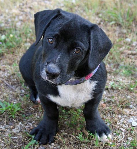 Basset Hound Lab Mix Puppy: A Unique And Adorable Pet