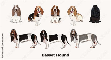 Basset Hound Color Chart