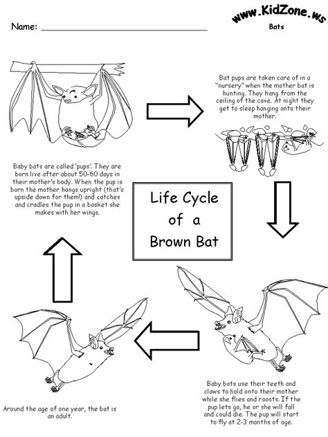 Bat Life Cycle Worksheet