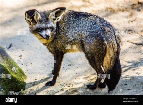 Bat Eared Fox Oudtshoorn