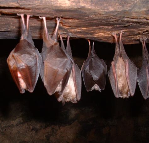 Flying Culinary Delight: Discover the Thrilling Encounter with an Intriguing Bat in Your Kitchen in Ireland
