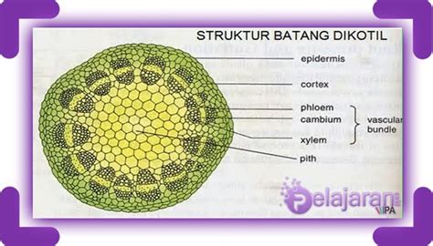 Batang Dikotil